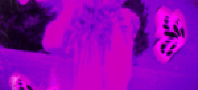 sappfiregirl — Фиолетовые тюльпаны  — текст песни (слова), lyrics